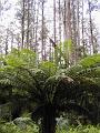 Tree fern, Sherbrook Forest PIC00254